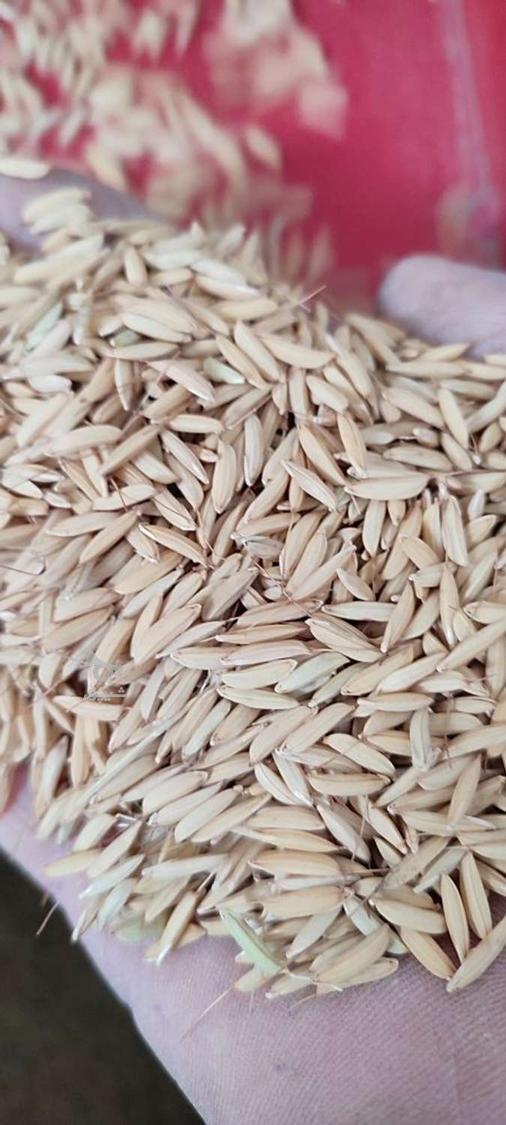 بذر هاشمی بی دم و امرالهی (تیم بینج )