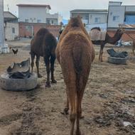 کشتار بچه شتر فردا