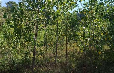 فروش زمین کشاورزی با نهال صنوبر