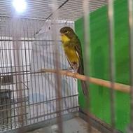 سهره خاکی دهن سهره ودهن شیرین بخون