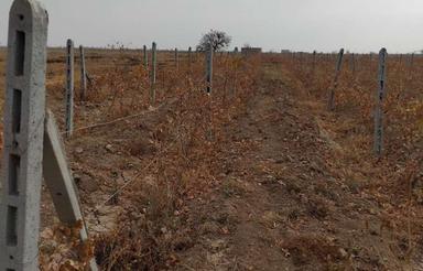 باغ انگور تفریح