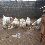 جوجه برهما لایت