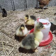 جوجه غاز محلی +15روز،سرحال،ویتامین خورده