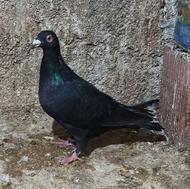 کبوتر زاغ المانی درشت