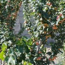 بارانلو زمین ویلایی