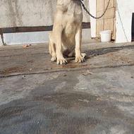 سگ نگهبان میخوام