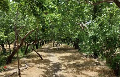 فروش باغ یک هکتاری، با درآمد بالا