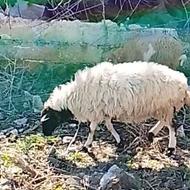 معاوضه گوسفند با غاز