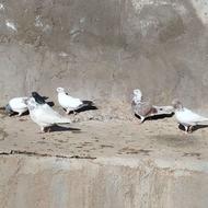 فروش کبوتر .