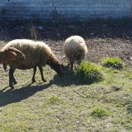 2راس میش ابستن یکی شیر کرده دیگری 3ماه ابستن