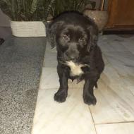 سگ شکاری سیتر واگذاری