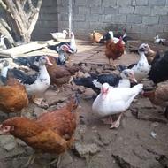 مرغ محلی ..اردک بگ بگی ،خروس محلی ،اردک خارجی