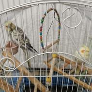 عروس هلندی دوتا با قفس