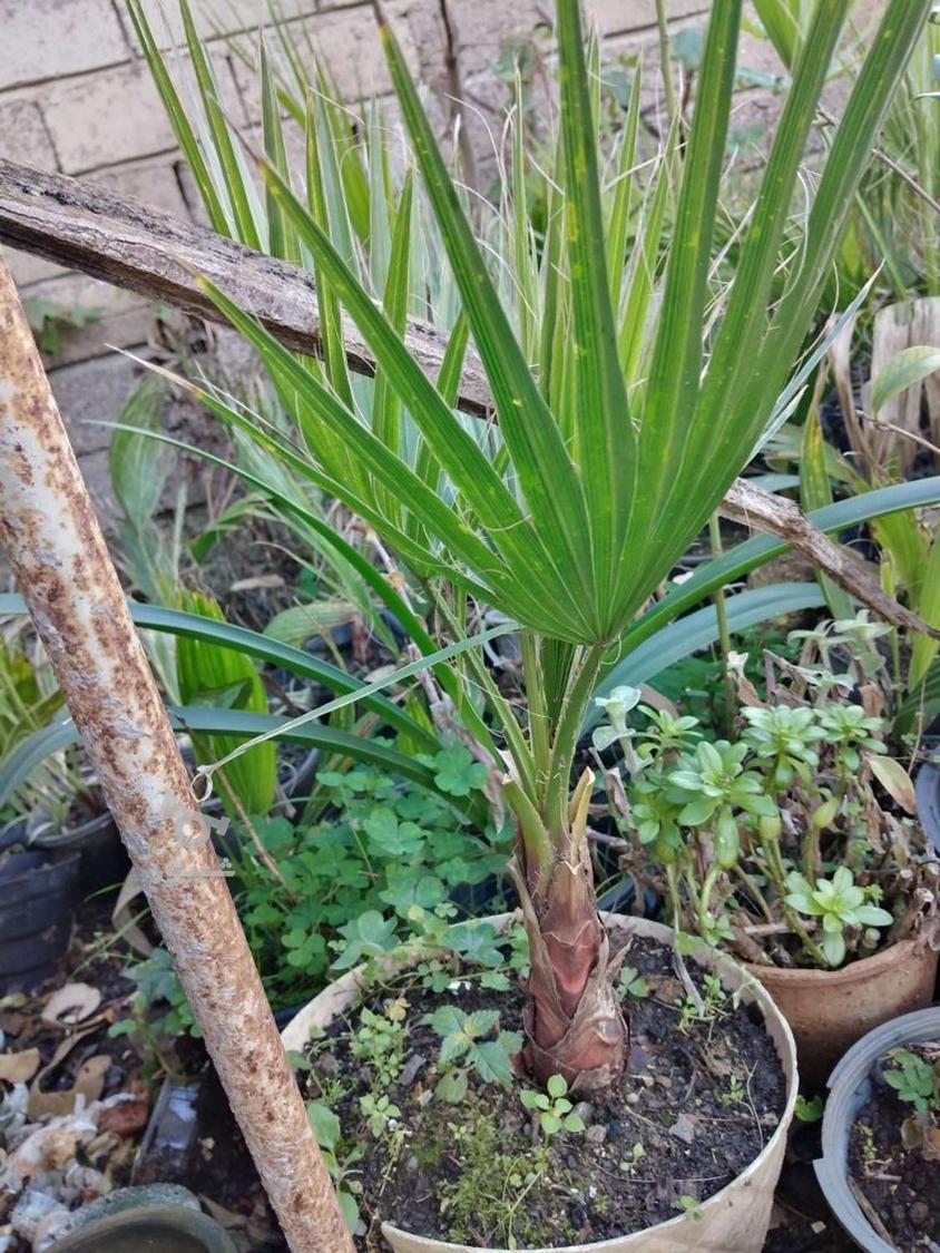 پالم واشنگتن نایلکسی گلدانی ریشه پرس 4ساله