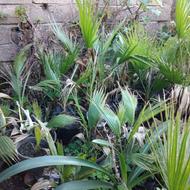 پالم واشنگتن نایلکسی گلدانی ریشه پرس 4ساله