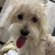 سگ شیتزومالتیزخاص ترین رنگ واگذاری