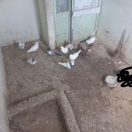 کفتر فروشی 12 تا