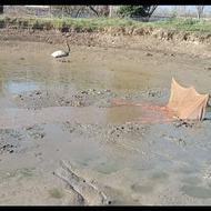 فروش و پرورش انواع ماهیدقرمز و تنگ شب عید