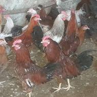 خروس جوان یک ساله