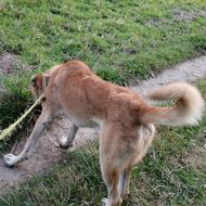 سرابی نر 13ماهه نگهبان   واگذار