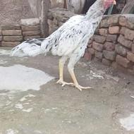 مرغ لاری خروس لاری