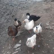 شش عدداوردک ایرانی تخم گذار