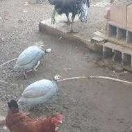 فروش مرغ شاخدار ( سیساک)