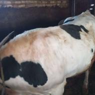 گوساله نر چاق کشتاری