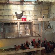 مرغ و خروس محلی اصیل