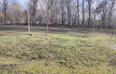 خانه باغ جنگلی در جنگل بابل