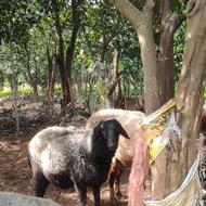 گوسفند نر و ماده