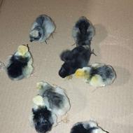 جوجه لهستانی نژاد دار