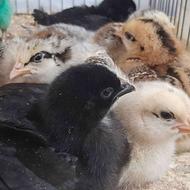 جوجه یکروزه محلی اصلاح نژاد