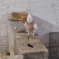 طوقی پالخت پاک