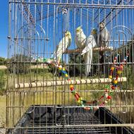 فروش عروس هلندی مولد با جوجه