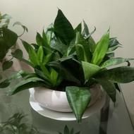 فروش گلهای تزئینی و آپارتمانی