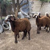 گوسفند بره بروجردی دم روباهی کله سفید