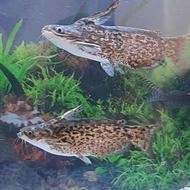 ماهی گوشتخوار