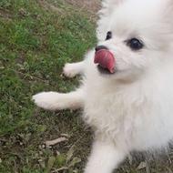 سگ پامرین روباهی