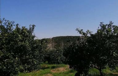 باغ مرکبات 3500متر بالای تپه