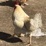 خروس محلی و جوجه خروس محلی