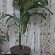 گل دفن باخیا