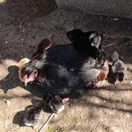 مرغ با هفت جوجه