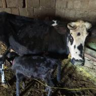 گاو ماده و گوساله