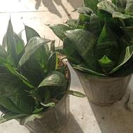 گل آپارتمانی