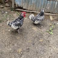 مرغ و خروس سبرایت