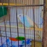 مرغ عشق نرو ماده