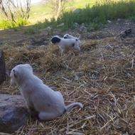 سگ کته خوب پدر مادر درشت گوش دم زده واگذاری