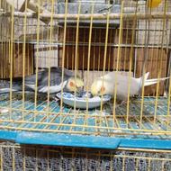 جفت مولد عروس