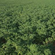 فروش کاه نخود